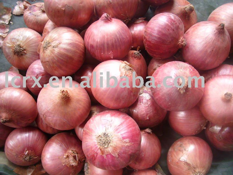 red fresh onion