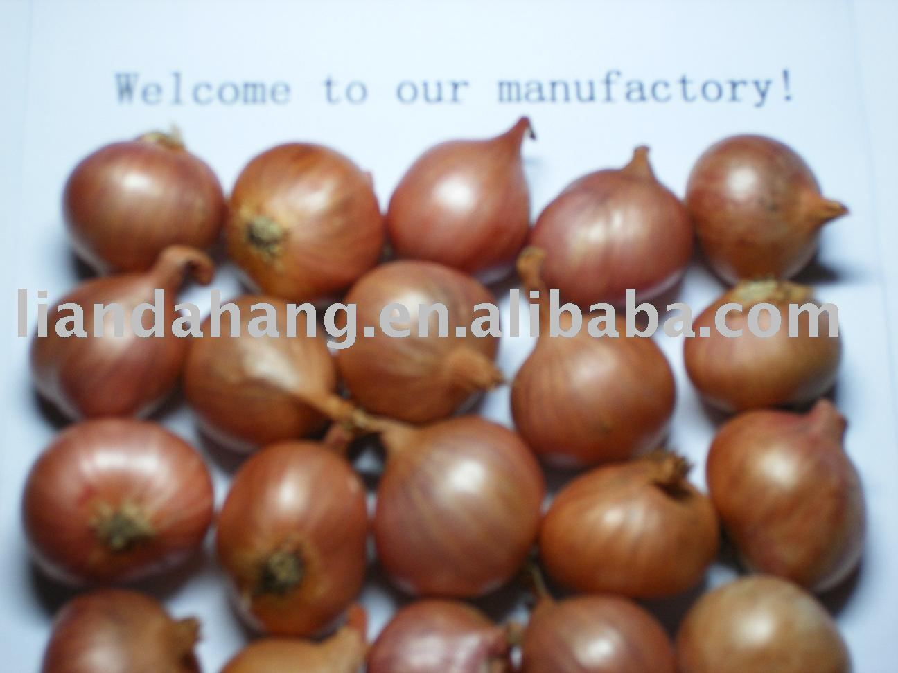 SMALL ONION
