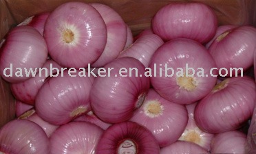  peeled   onion (fresh  peeled   onion / chinese   peeled   onion )
