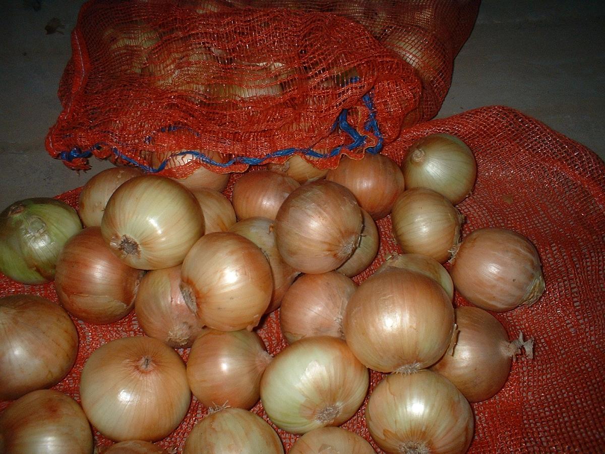fresh  onion ,2010 new  crop
