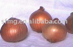 fresh onion, Chinese onion