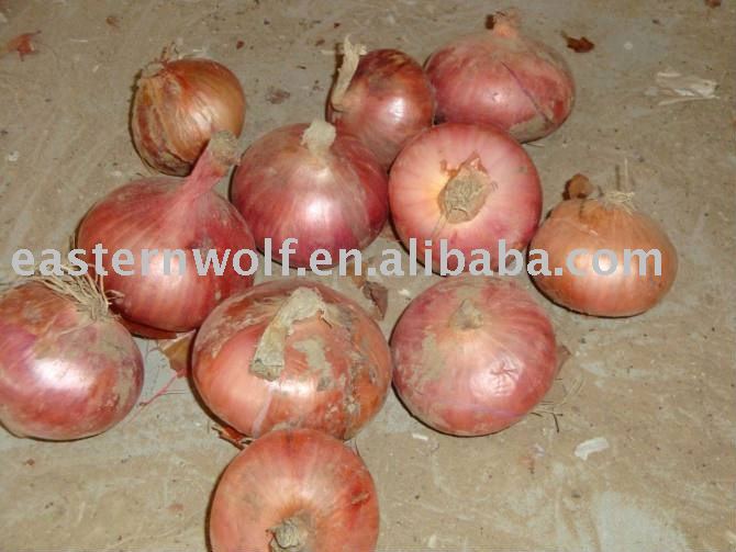 China Fresh Red Onion