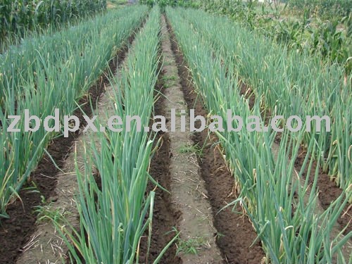 fresh scallion with the new crop
