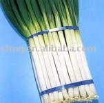 Green Chinese onion