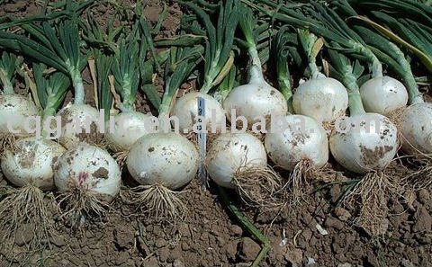 2011 New Fresh White Onion
