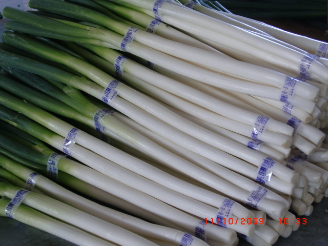 FRESH GREEN CHINESE ONION