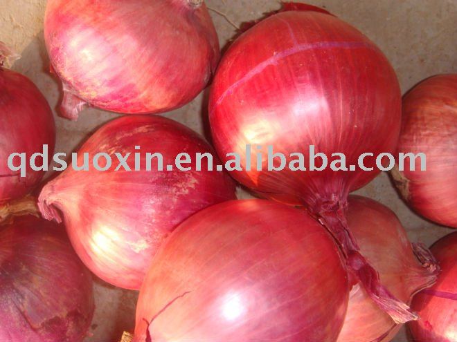 chinese Fresh red Onion