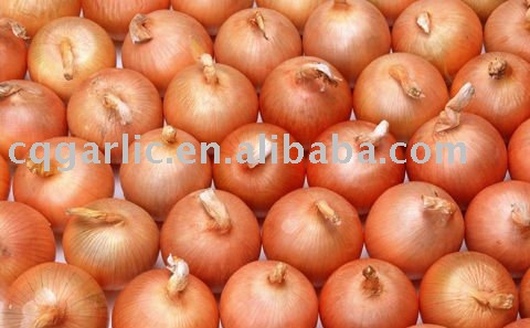 2011 New Fresh Yellow Onion