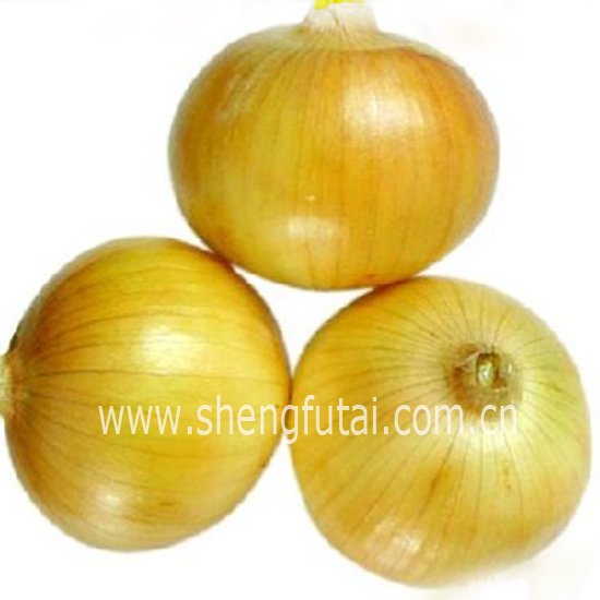 Fresh Kharif Onion