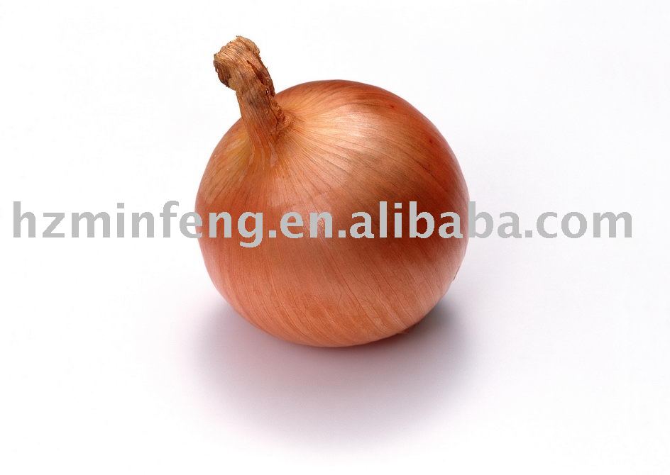 Fresh  onion