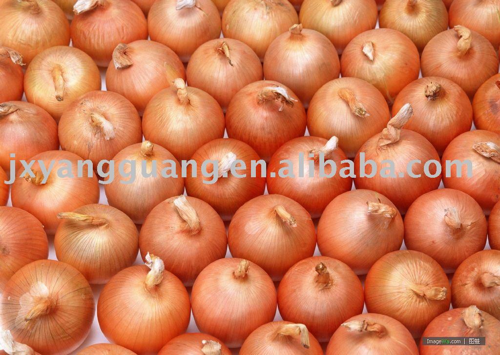 fresh onion