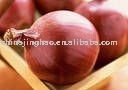 5.5CM Red Onion 2011 New Price