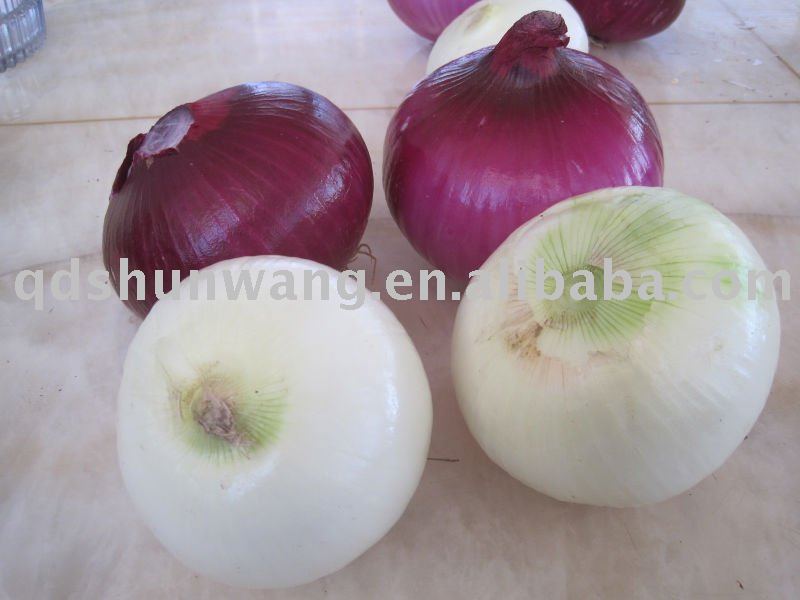2011 fresh yellow baby onion 7cm