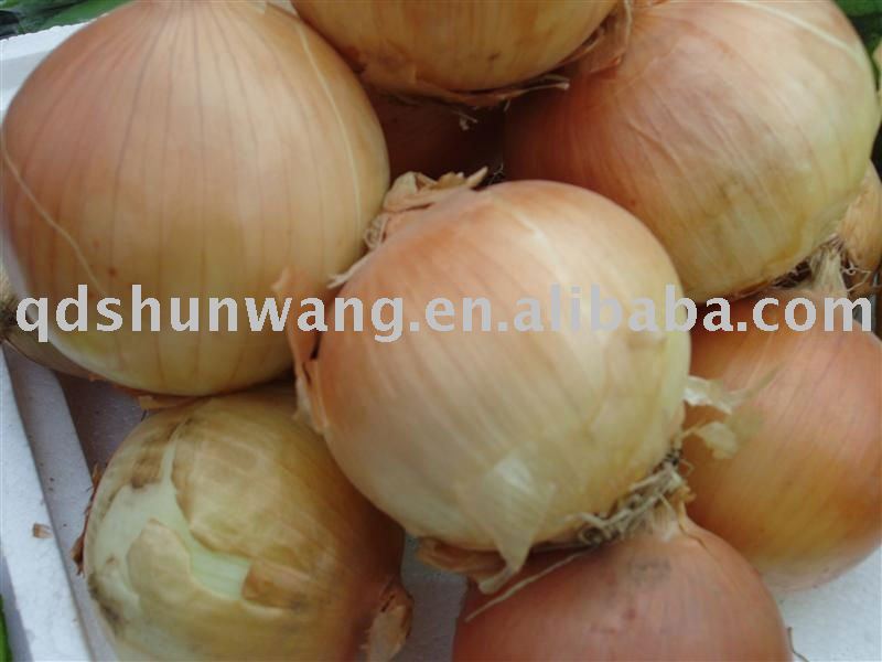 2011 chinese fresh yellow baby  onion 7cm