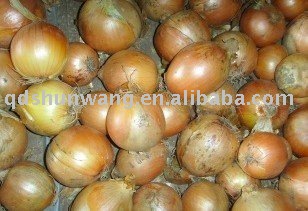 fresh yellow onion