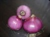 onion  fruit  vegetable Ornamental Plants Extract