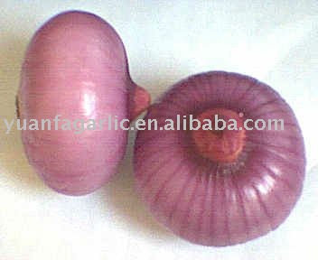 China Fresh Red Onion in Mesh Bag Package