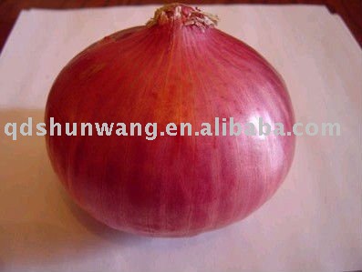 2011 fresh red spring baby onion 6cm