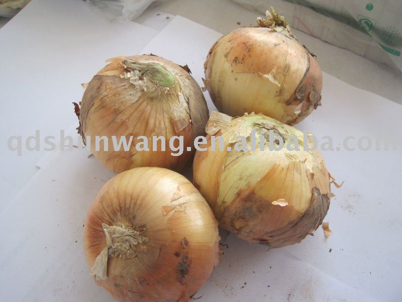 2011 fresh spring yellow onion 7cm