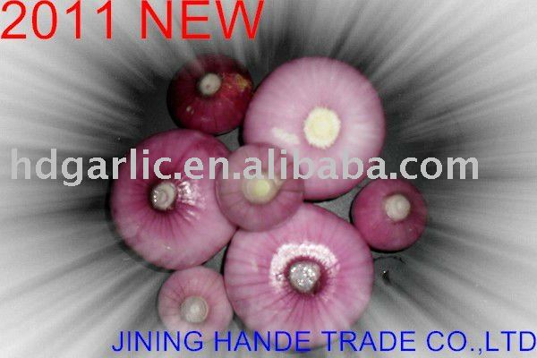 purple onion 2011 crop from china