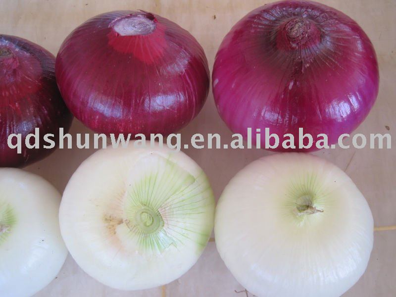 2011fresh spring yellow onion 8cm