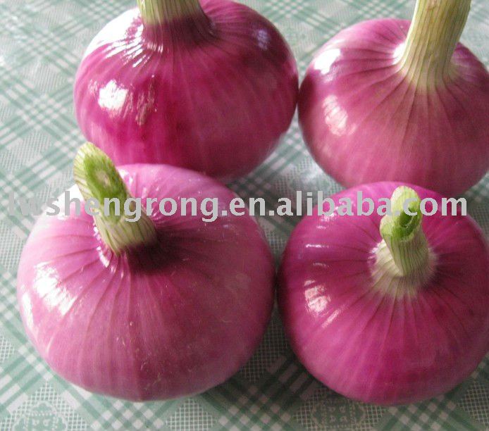 2011 shandong onion,fresh onion,red onion