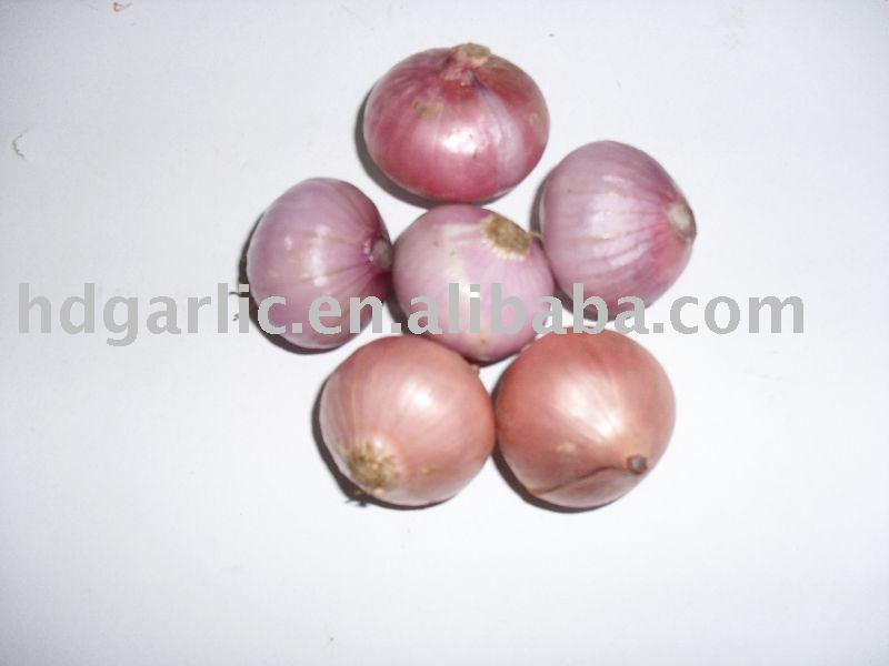 2011 new yield  fresh small  red onion