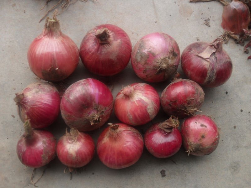 Fresh Small Red onion