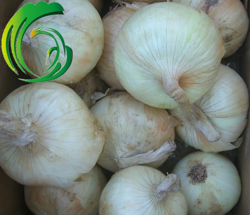 Chinese Yellow Onion size of  7-10cm & 9cm up