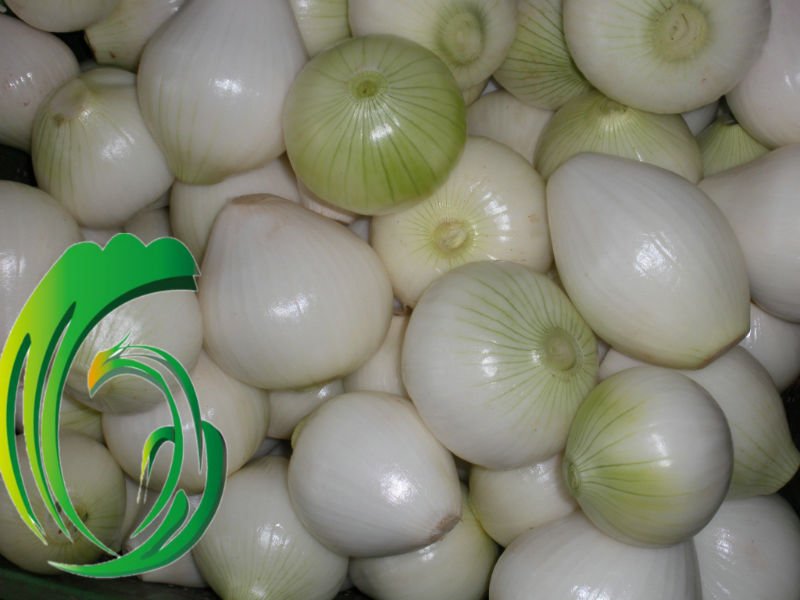supply fresh peeled onion