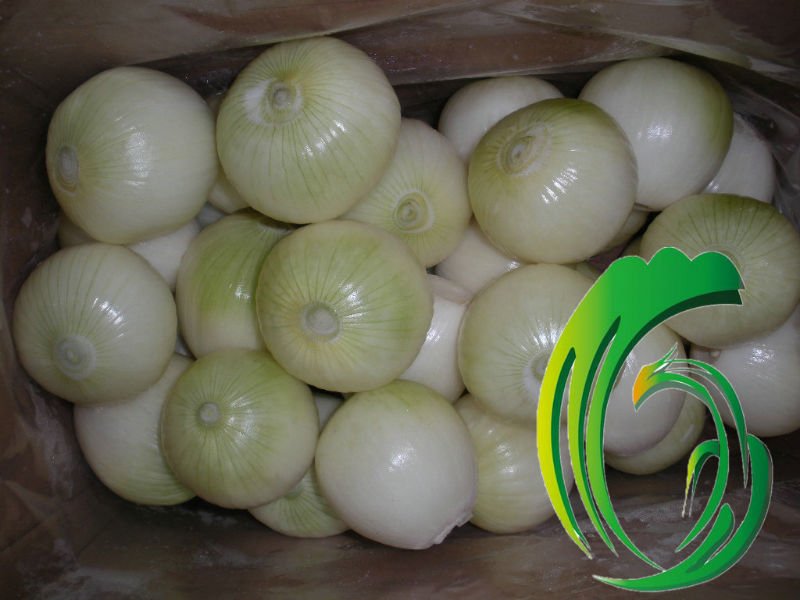 fresh peeled  onion supplier