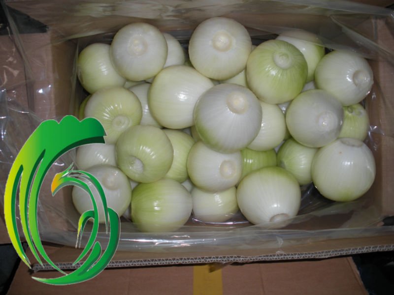 supply shandong fresh yellow onion
