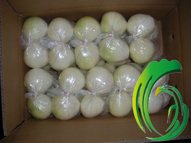 supply  shandong   onion 