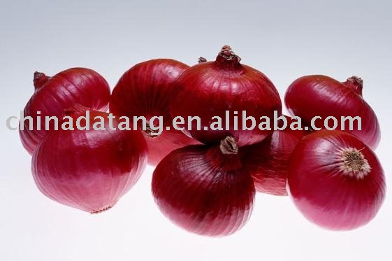 high quality hot sale fresh red onion