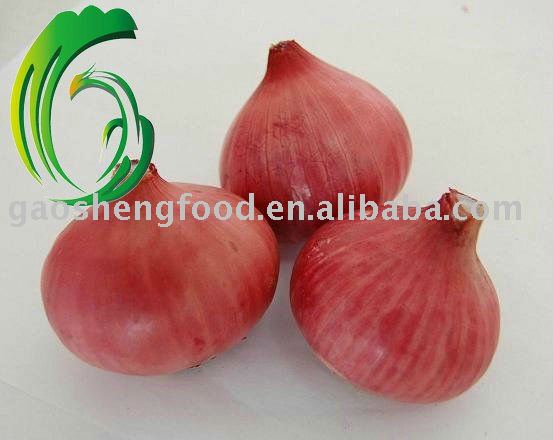 fresh red 5-8cm onion from china