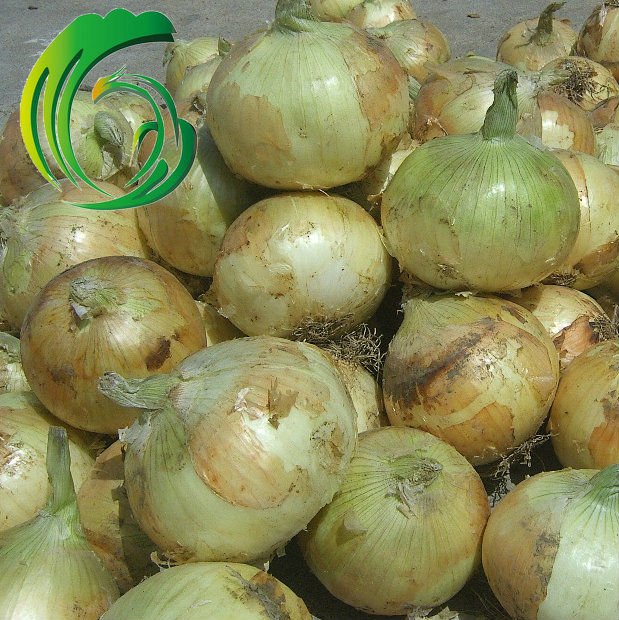 Chinese Yellow Onion size of  4-6,,5-7,7-10 & 9cm up