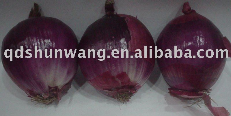 fresh big red  onion