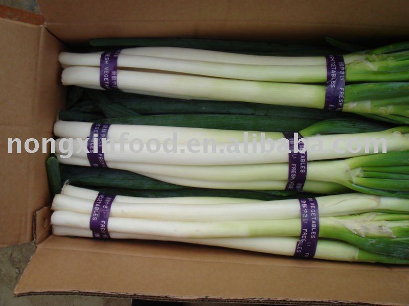 2011 new Fresh Green Chinese Onion
