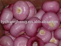 Fresh Onion
