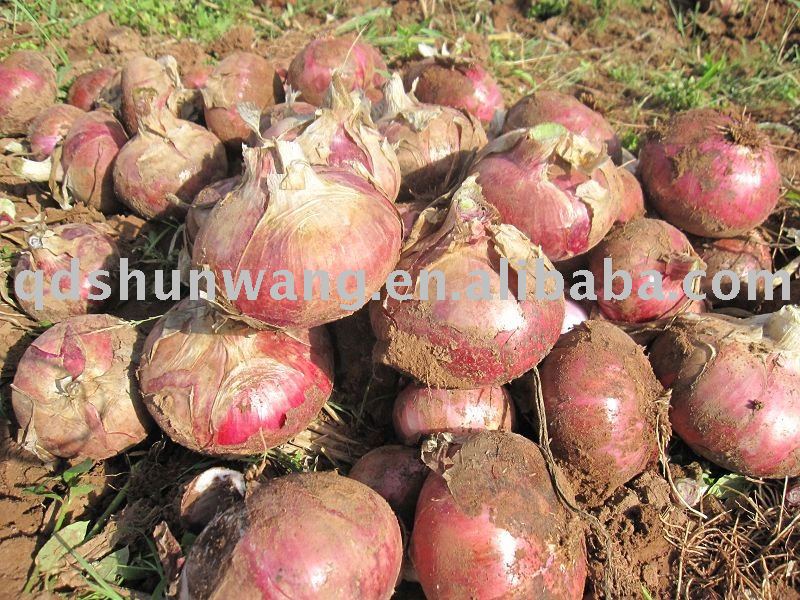 2011 chinese gansu fresh big red  onion