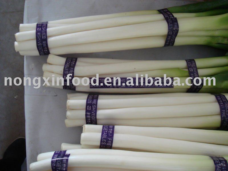 Fresh Green Chinese Onion,China NONGXIN price supplier - 21food