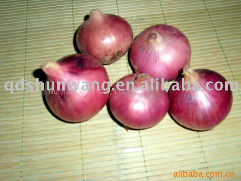 2011 yunnan fresh big red  onion