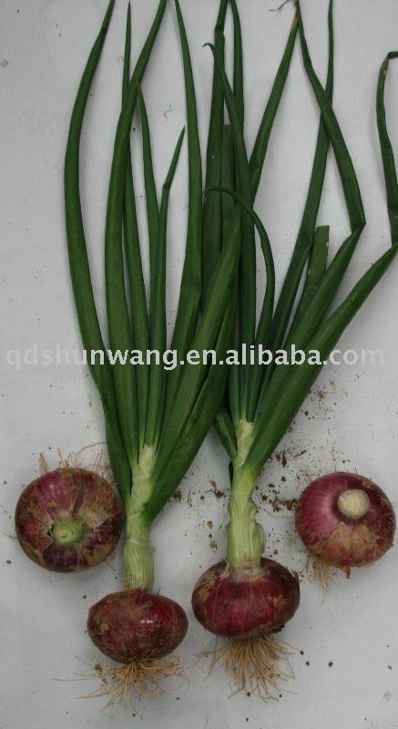 2011gansu fresh big red  onion