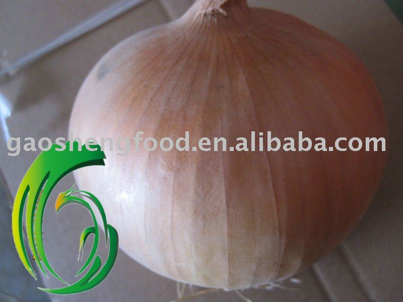 2010 new yielded yellow onion