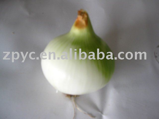  white   fresh   onion 