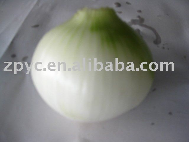 fresh white onion