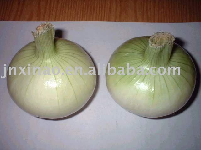 2010 Chinese green fresh shandong  big onion