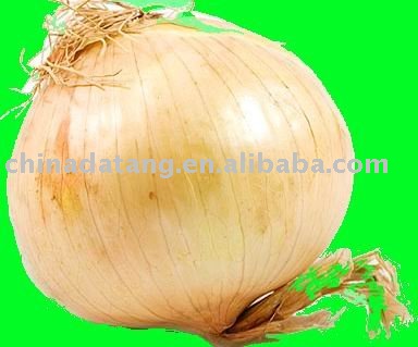fresh onion with lowest price