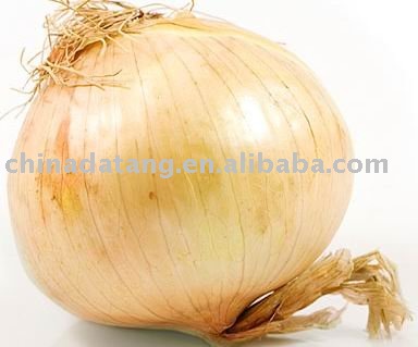 fresh yellow onion  with high quality