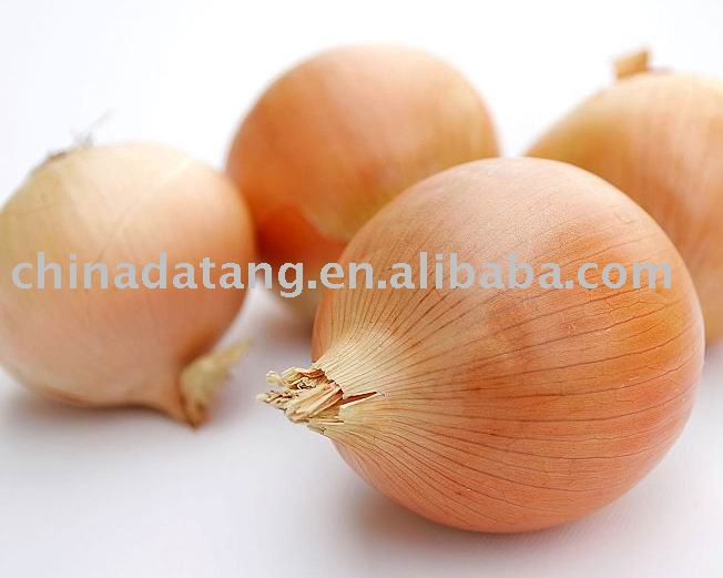 fresh yellow onion high quality